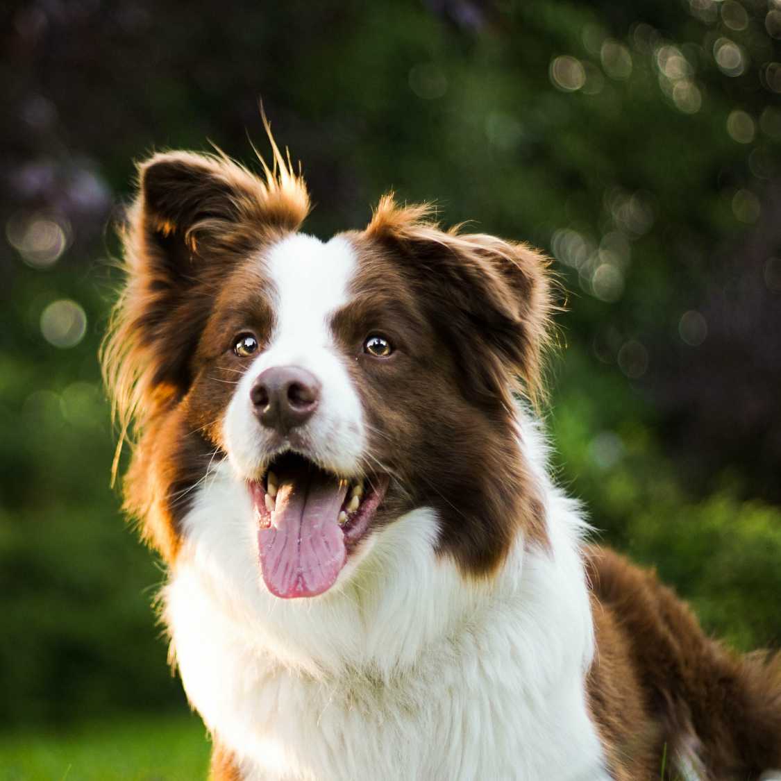 Doktor i filosofi support Hvad friendsofwilliamwalker - Breed Profile Border Collie – William Walker