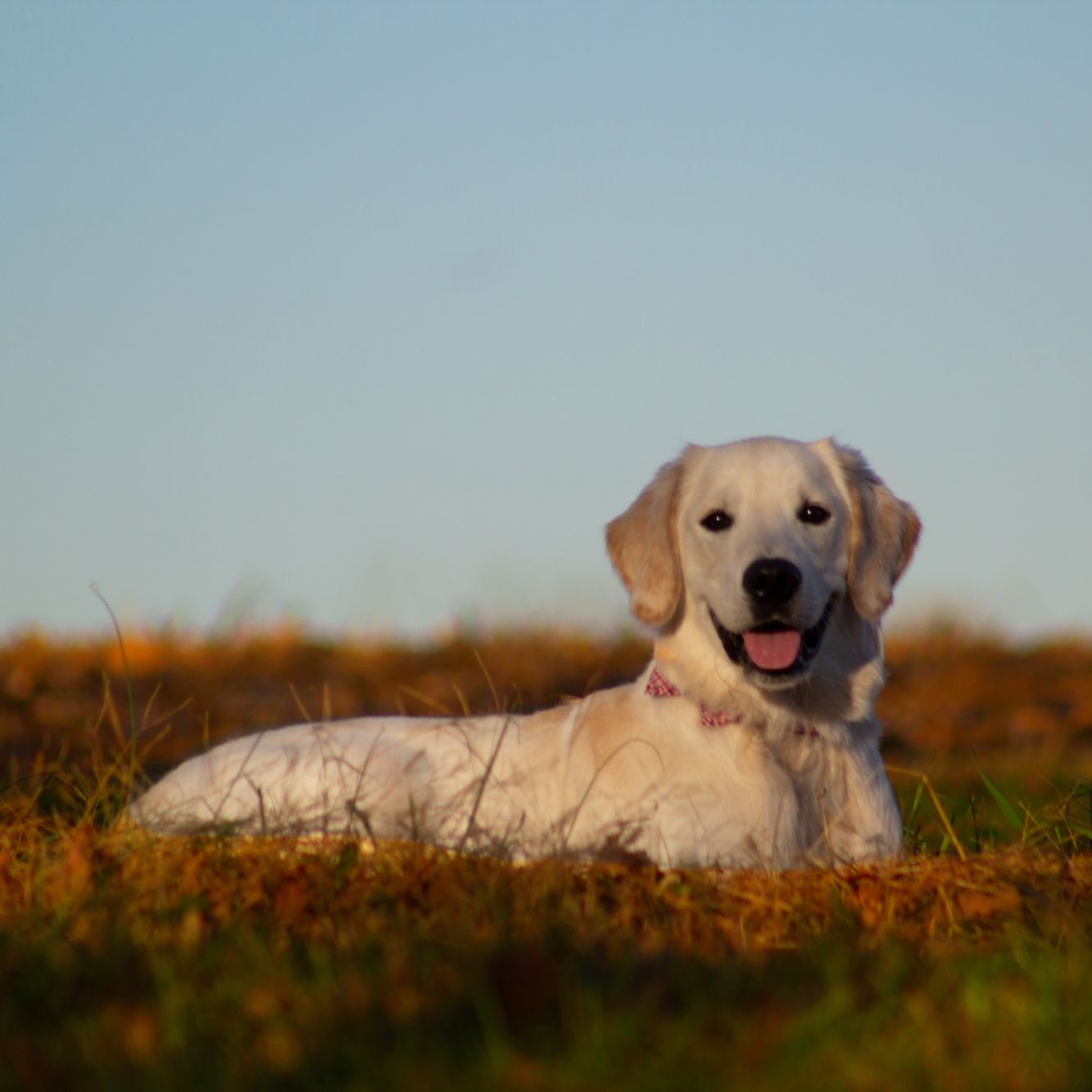 William Walker Labrador Retriever