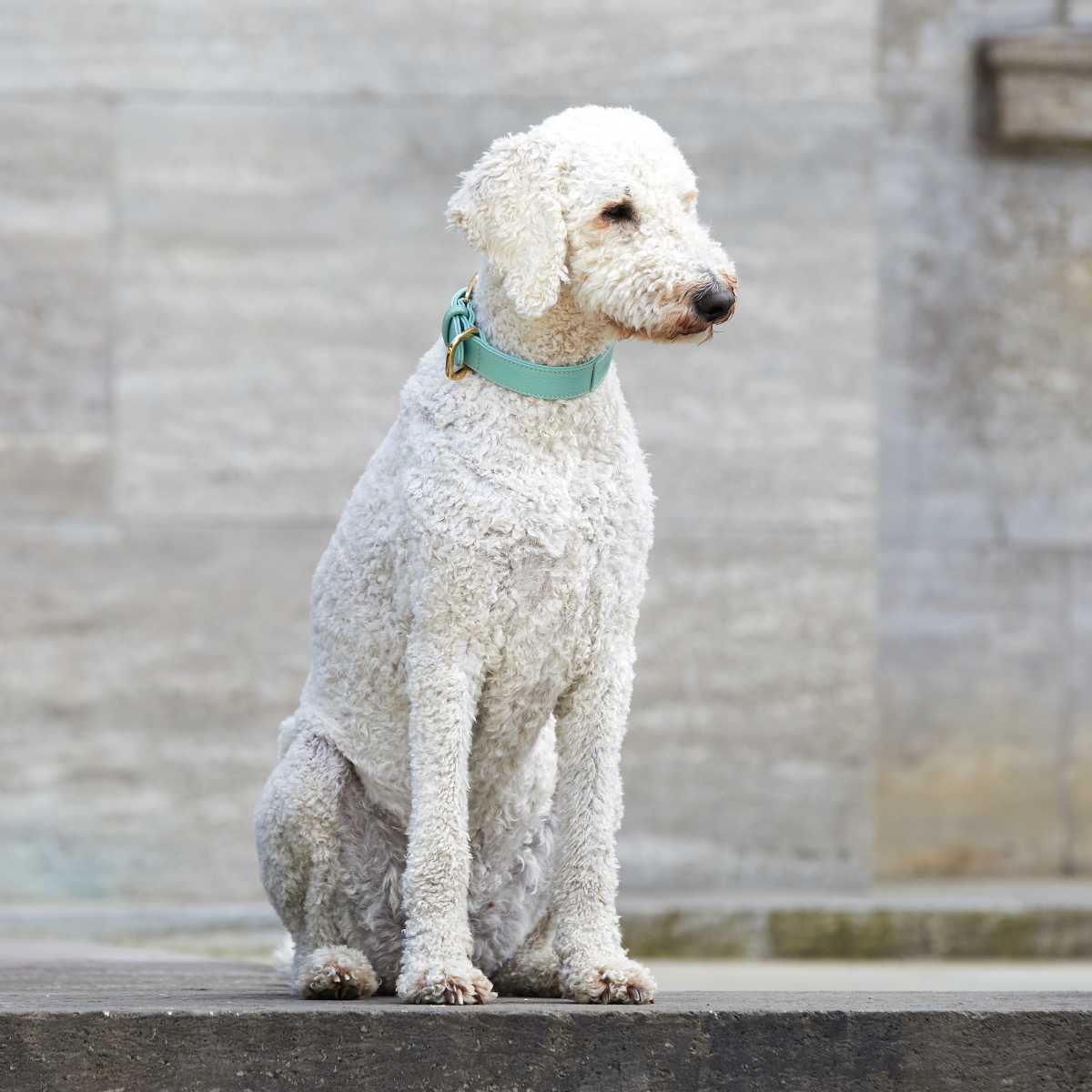 William Walker Dog Collar Peppermint Poodle