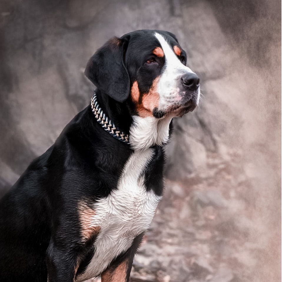 William Walker Swiss Mountain Dog Paracord Collar