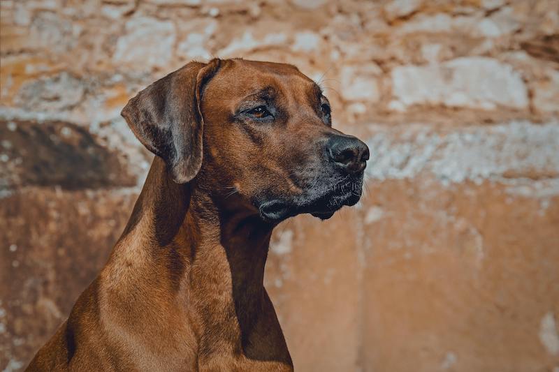 Rhodesian Ridgeback Steckbrief