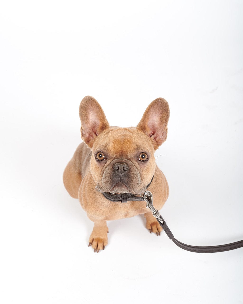 French Bulldog Breed Profile