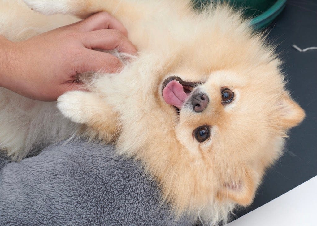 Pomeranian Dog cute