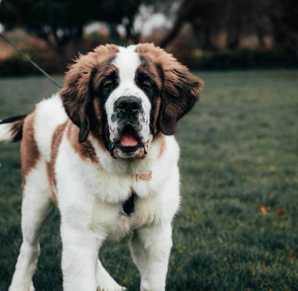 Saint bernard deals