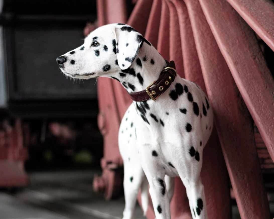 Dalmatian with a leather collar