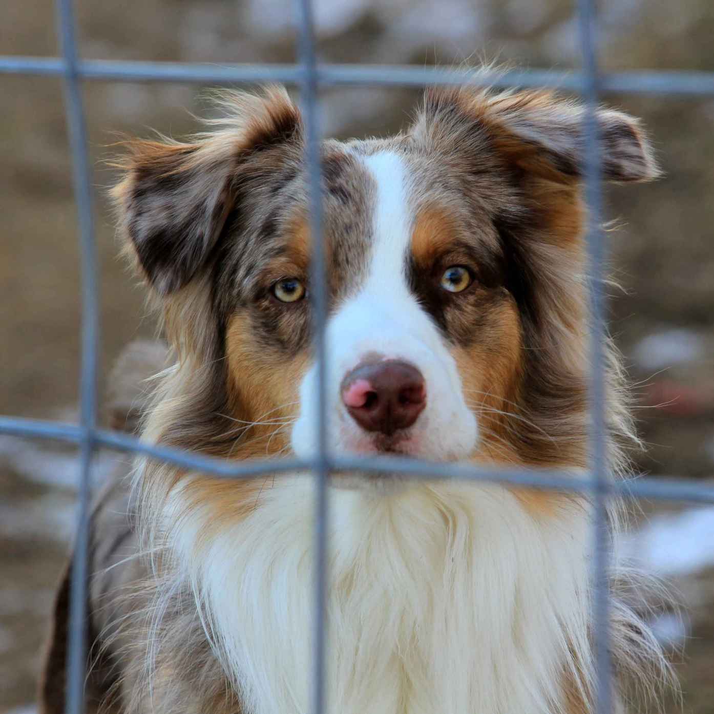 William Walker Dog in Shelter