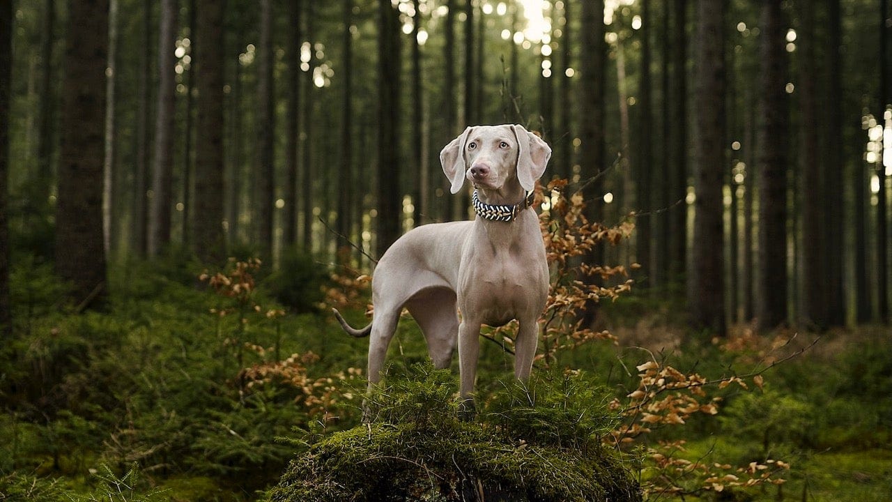 Weimaraner Dog in the woods
