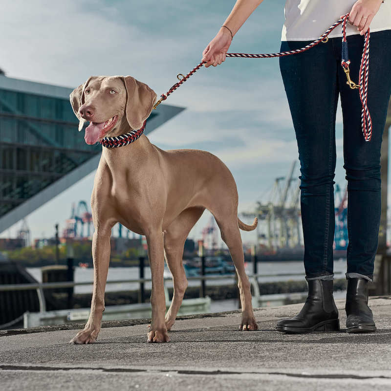 Weimaraner Breed Profile