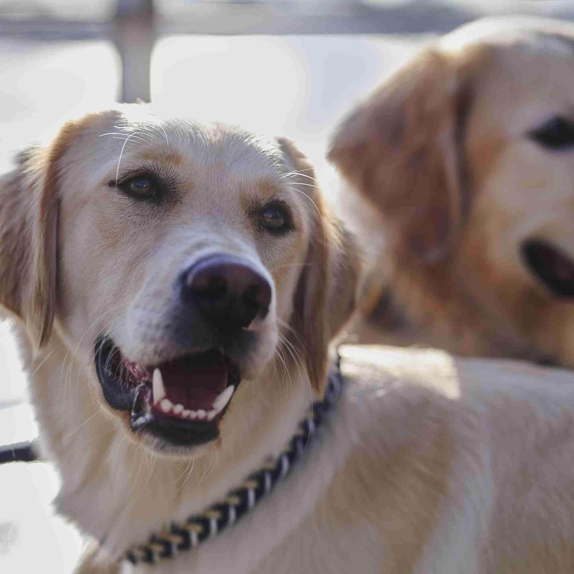 William Walker Hanseatic Golden Retriever