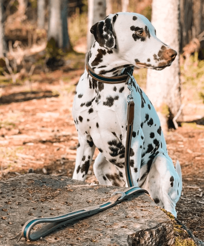 Dalmatian in the forest