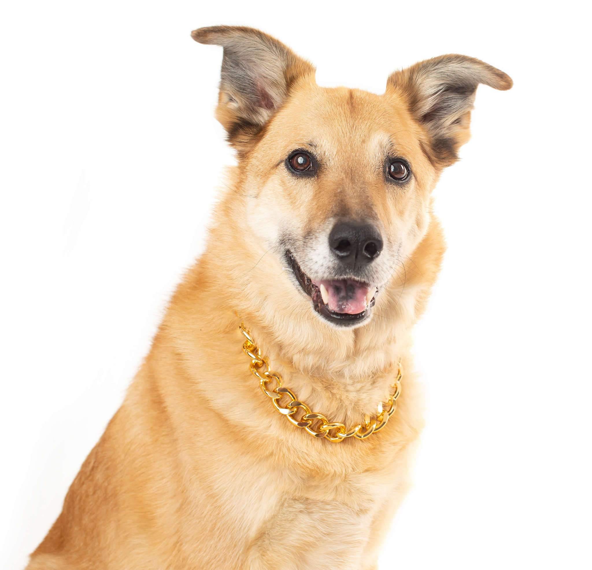 gold link dog collar