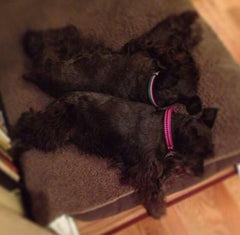 miniature schnauzers