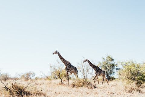 Giraffes in safari 