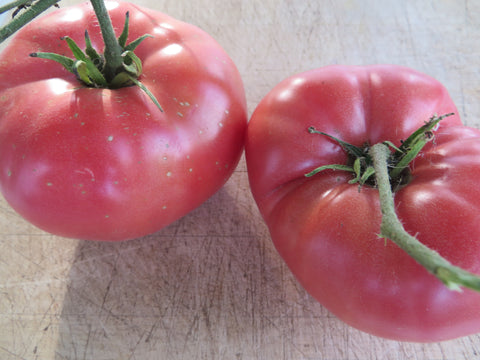HERITAGE Tomato Brandywine Pink Seeds – Vermont Wildflower Farm