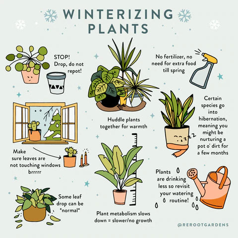 Plant Care: Winter Is Coming –