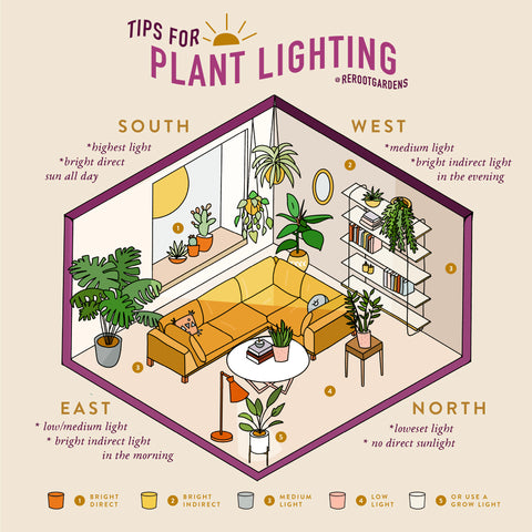 Plant Care: Understanding Your Lighting – rerootgardens