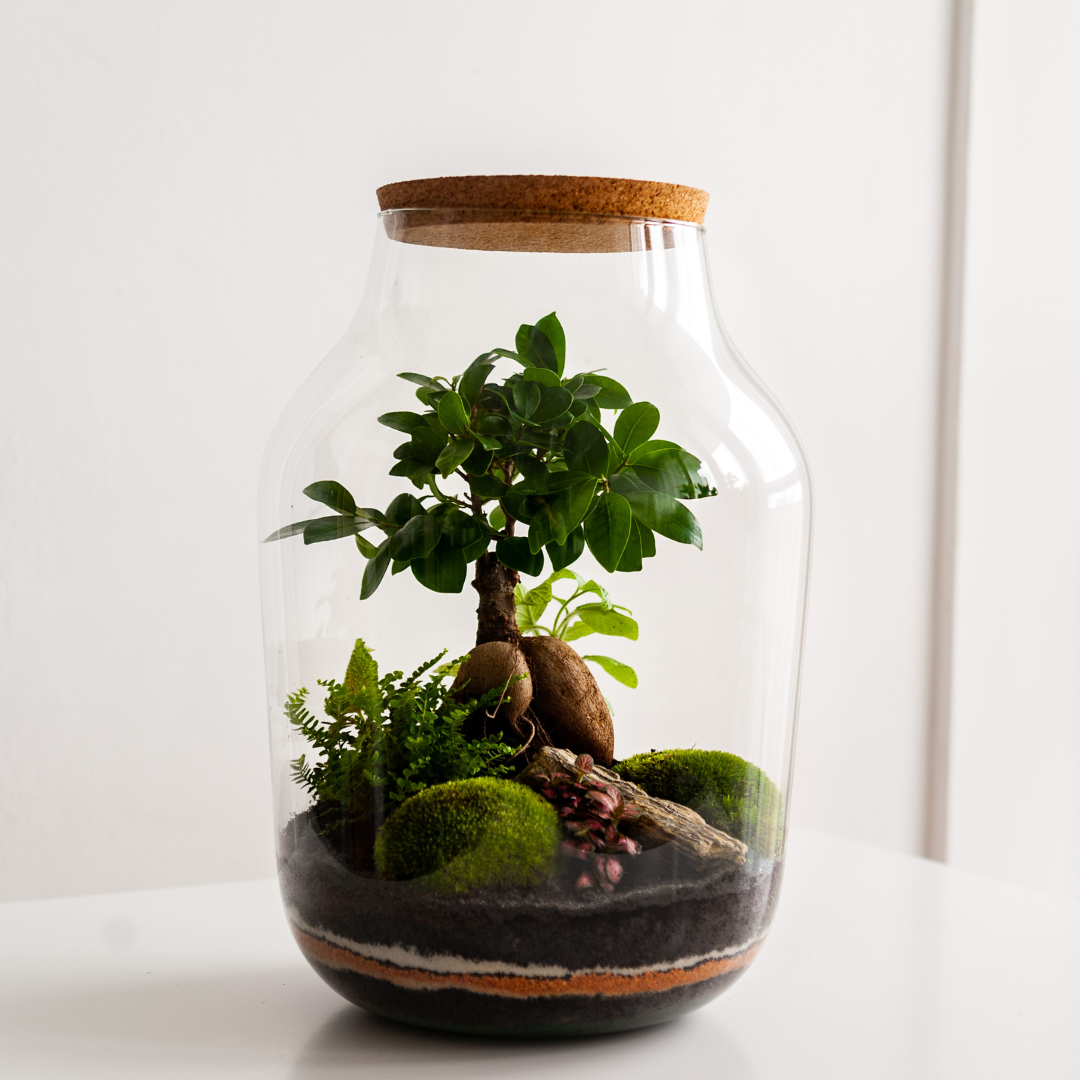 Live Terrarium Moss for Sale – Woodland Roots Trade