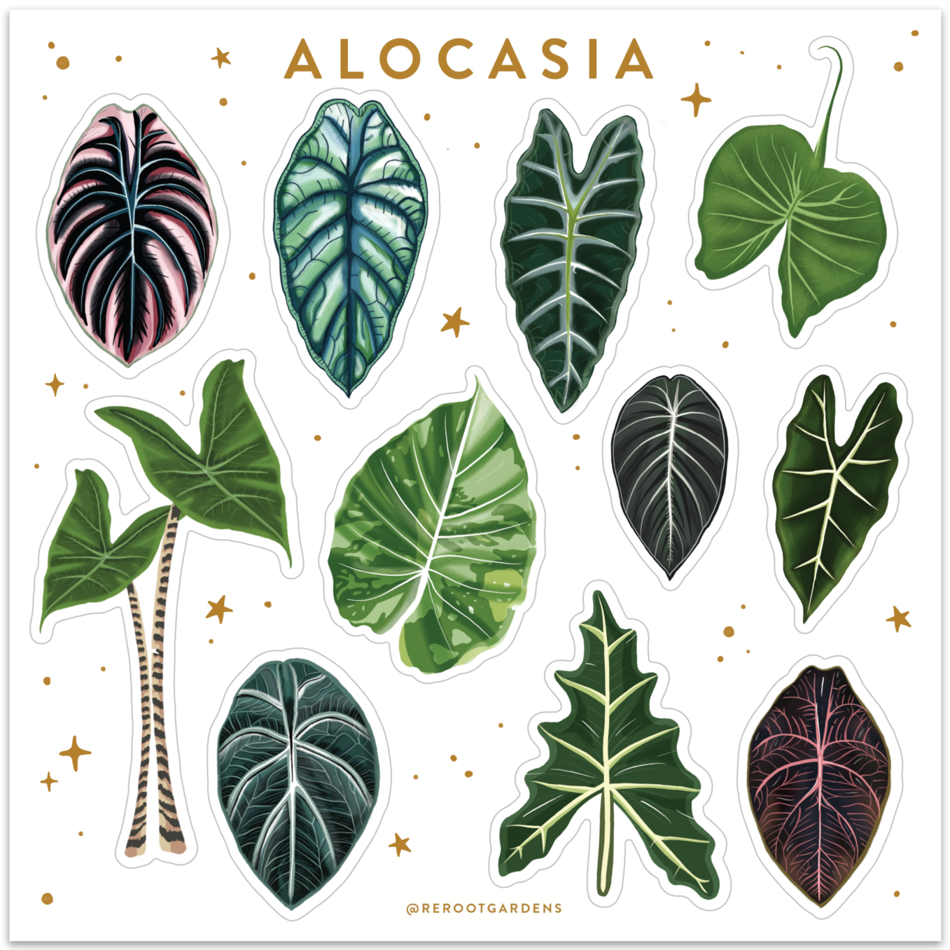 Alocasia Plant Box