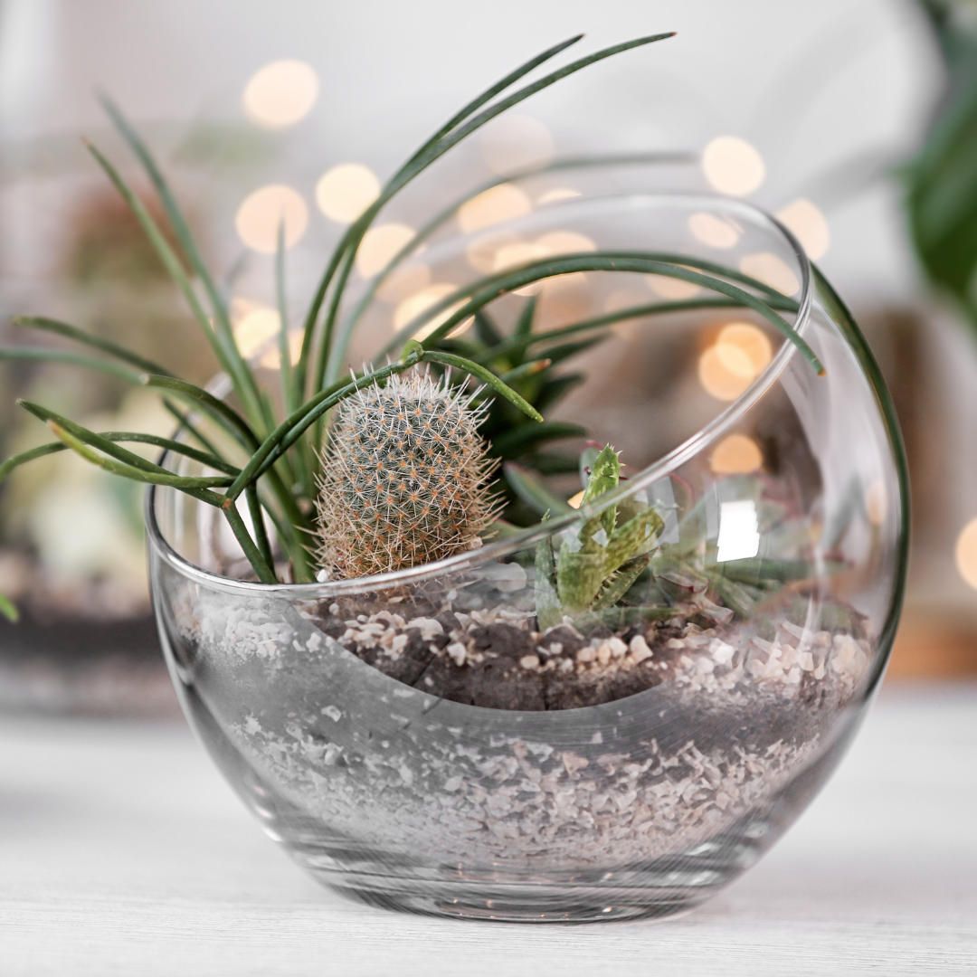Reusachtig Stun uitbarsting 5/26 DIY: Cactus & Succulent Dish Garden – rerootgardens