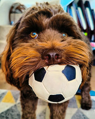 dog with natural rubber ball in mouth
