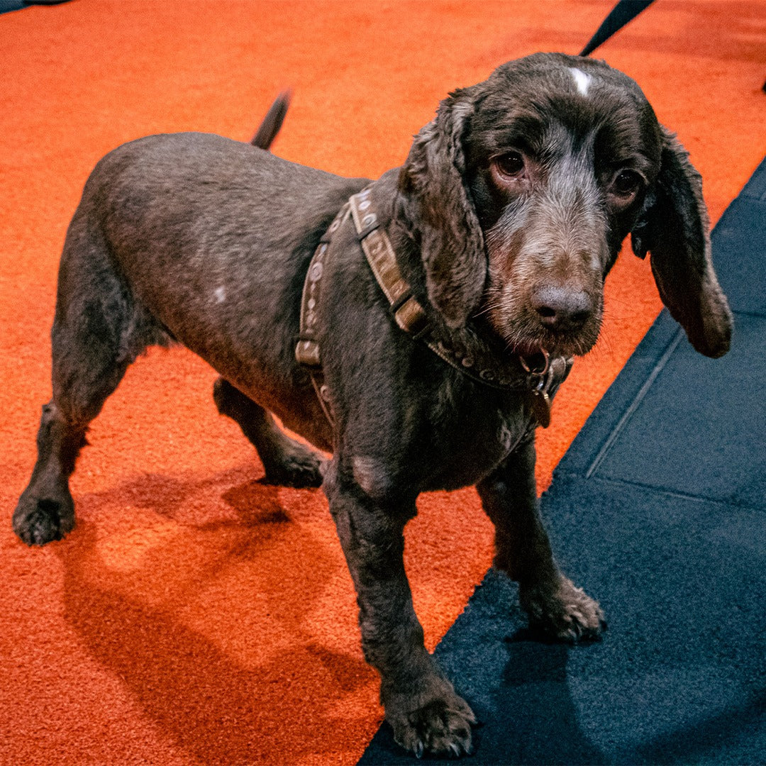 oversized cocker spaniel bodyuilder pumping iron, in