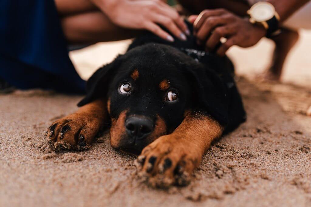 dog laying down getting pet