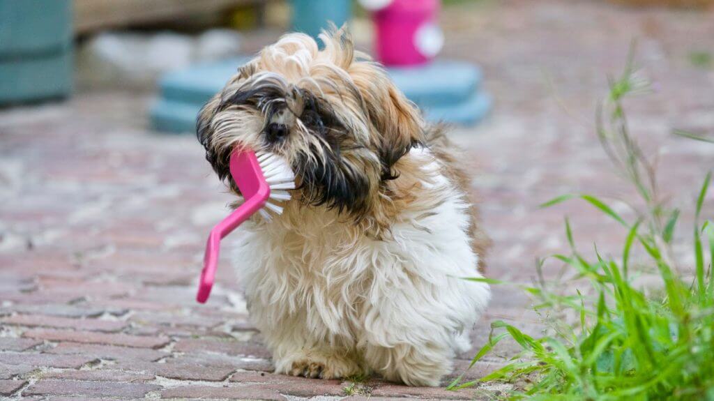 Small, fluffy dog holds giant toothbrush in mouth