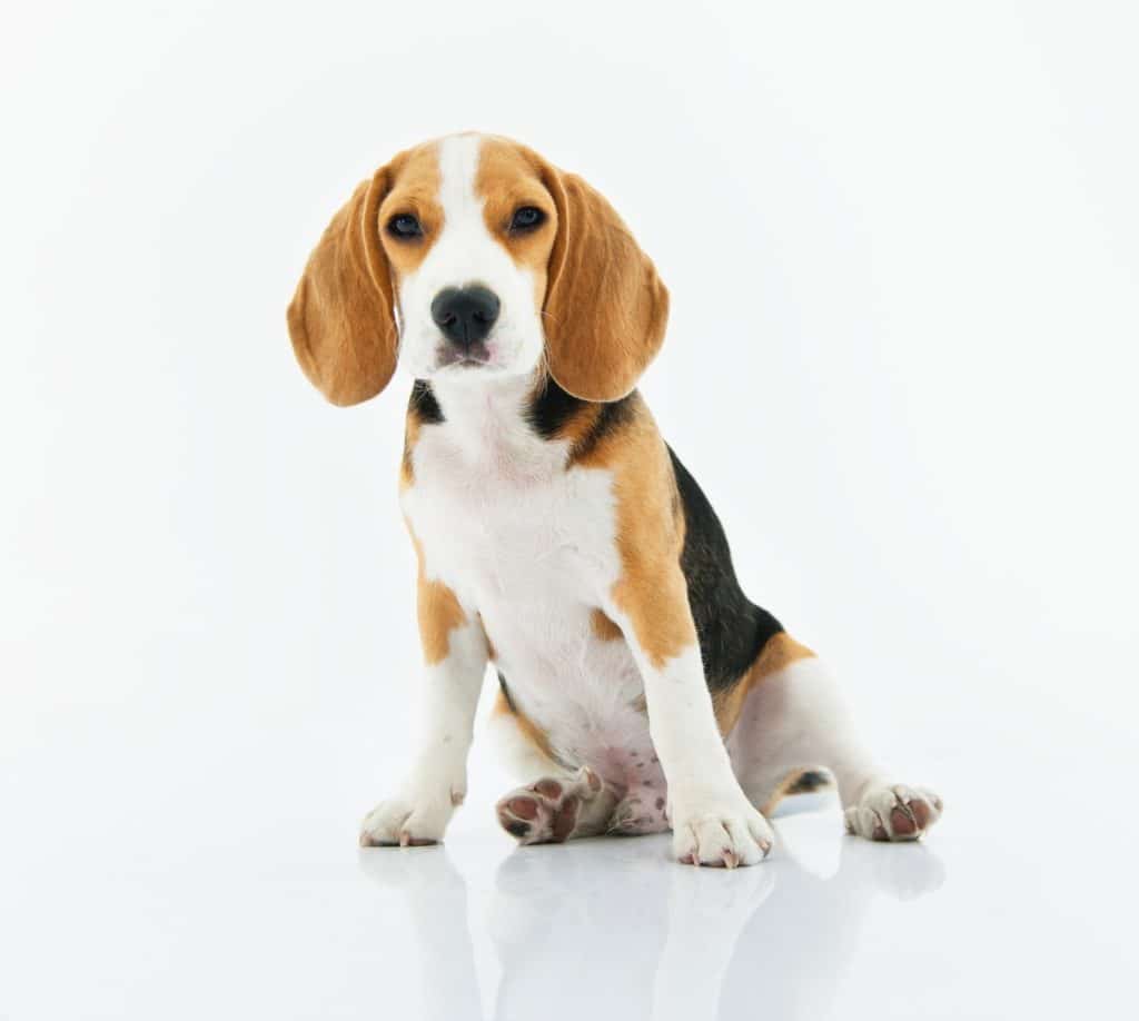 Cute beagle sitting down