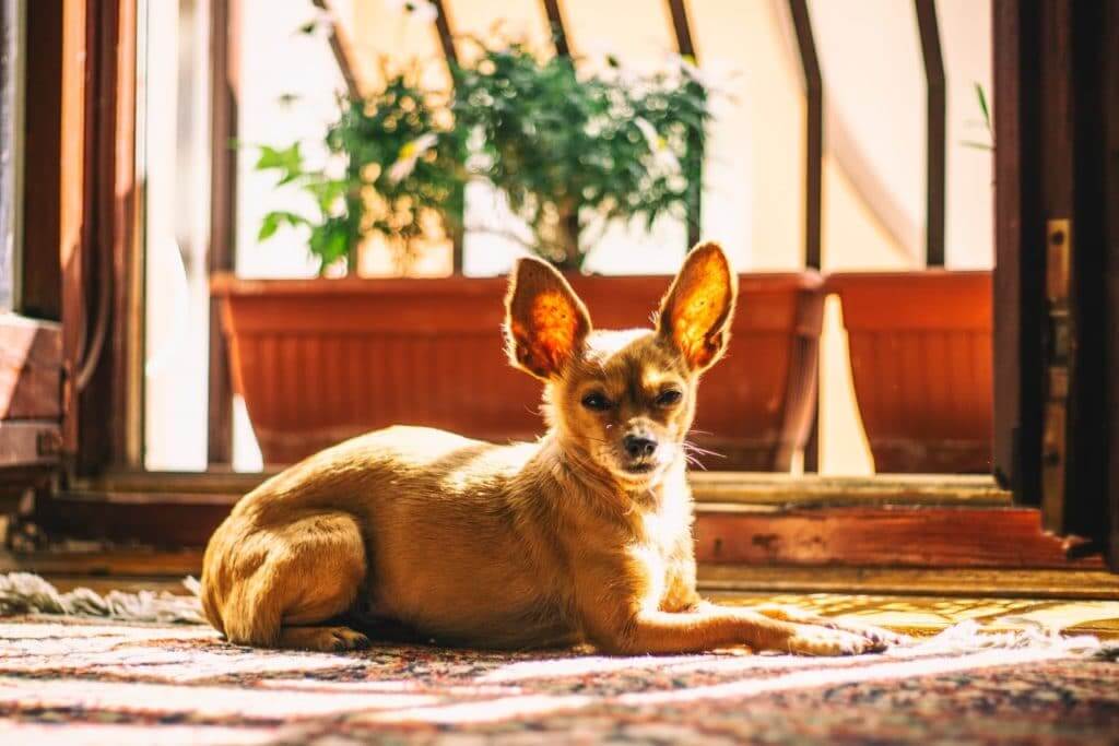 small dog in a living room