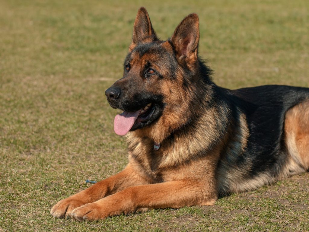 Do dogs sweat? German shepherd with tongue out