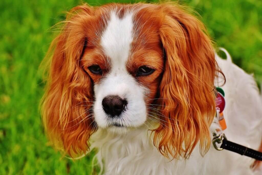 spaniel dog on a leash