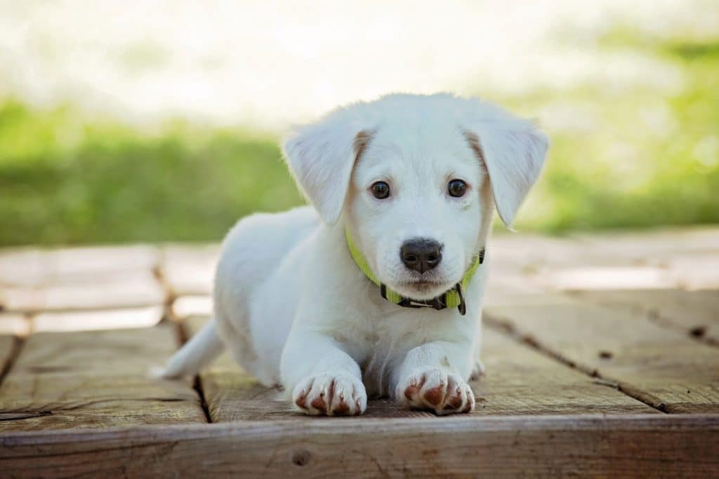 puppy on deck