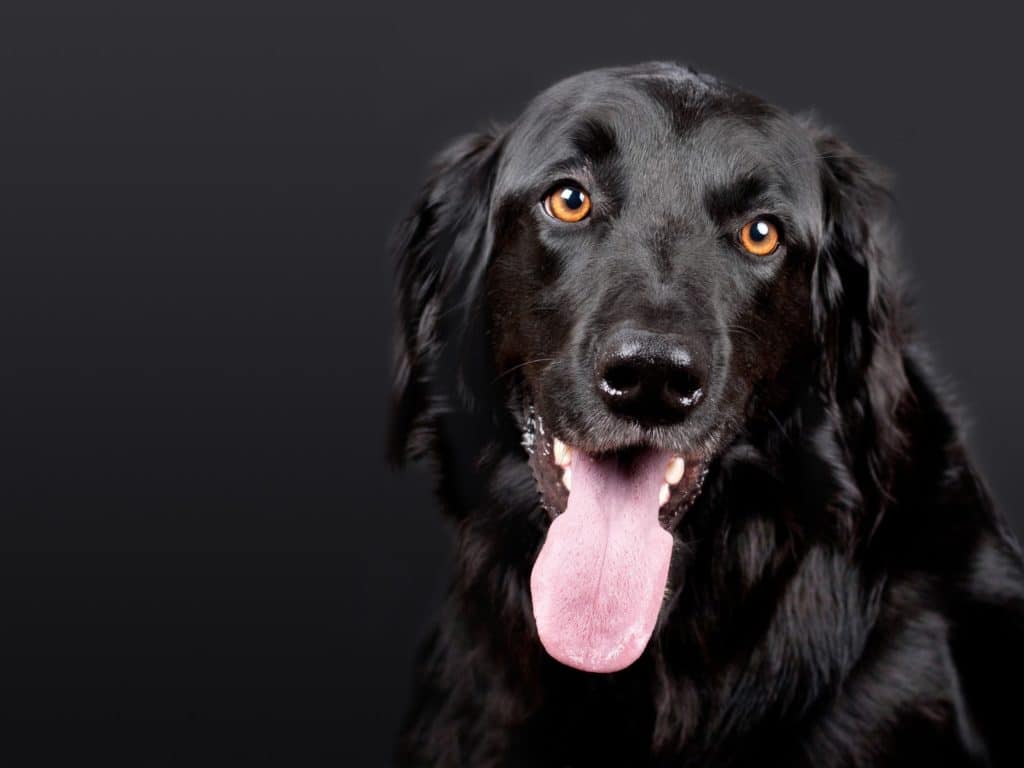 black lab close up