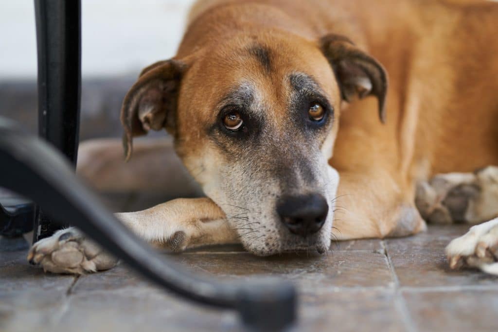 Brown dog lays down and looks up