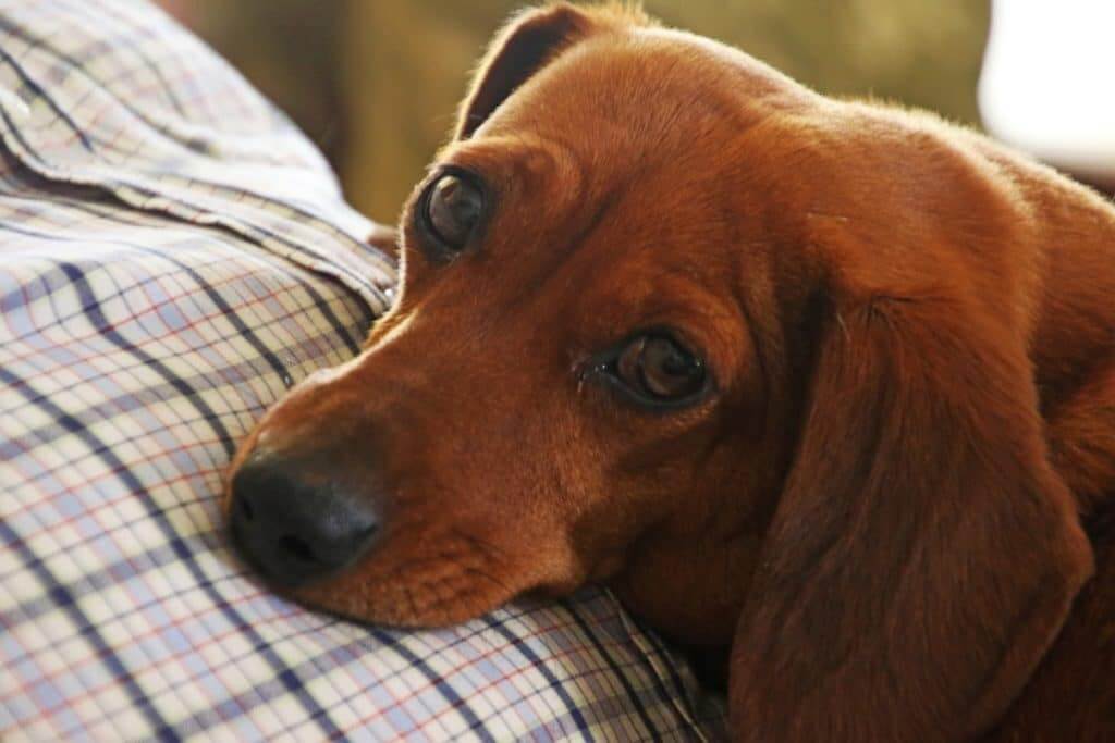 Brown dog looking at the camera