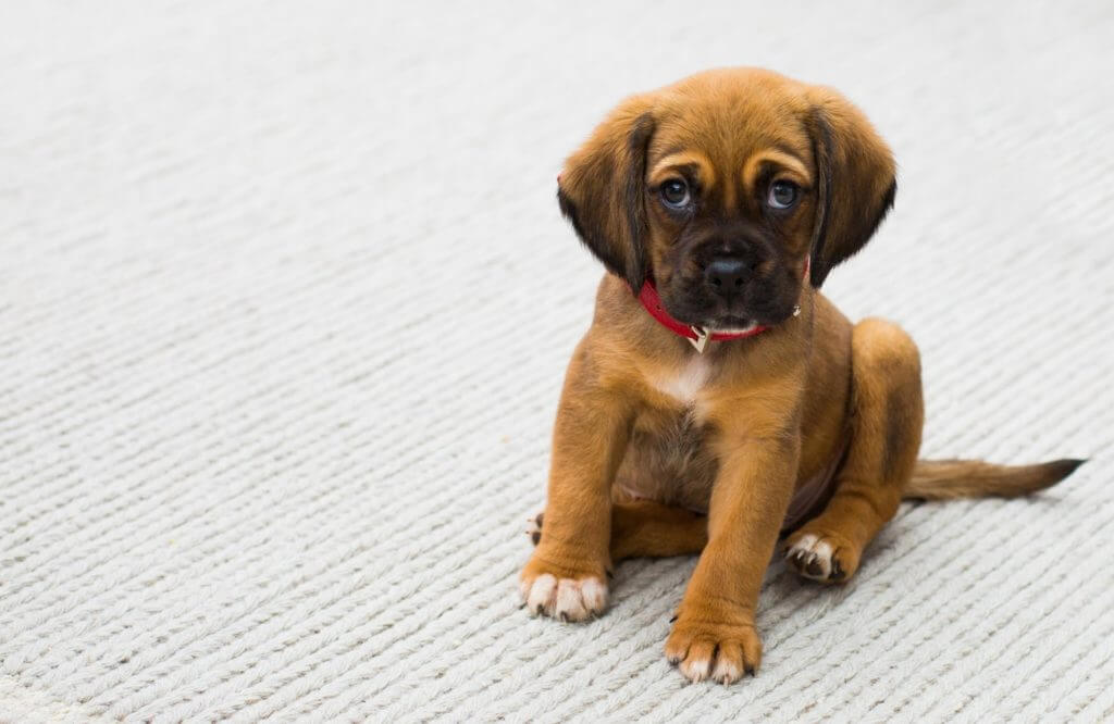 cute brown puppy