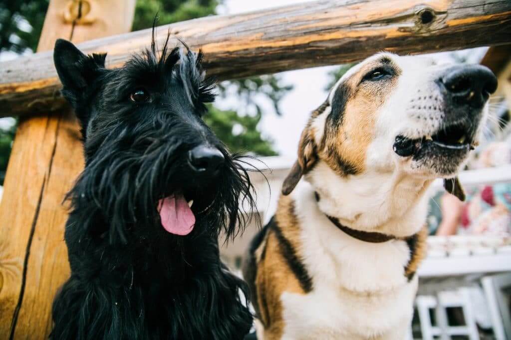 A black dog and a beagle sit together