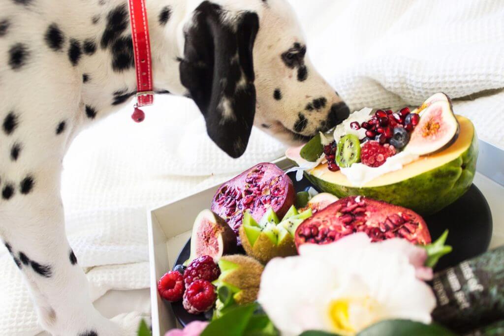 dalmation eating fruit