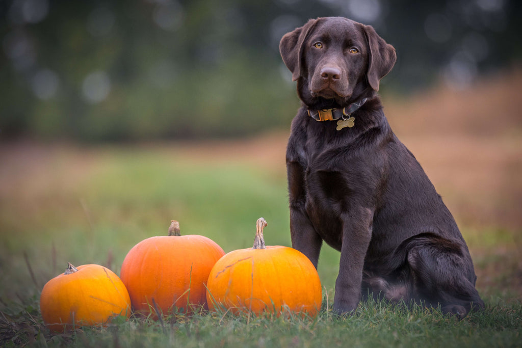 dog in a field with pumpkins