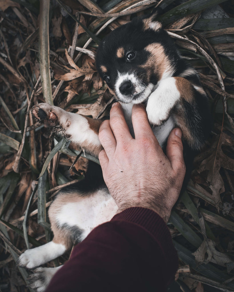 dog getting tickled