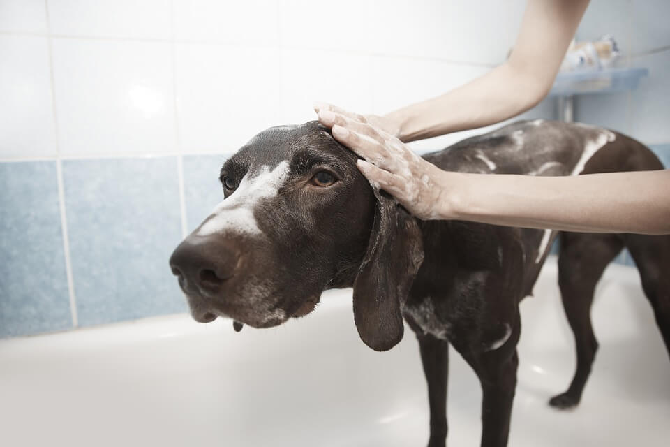 Person giving a brown dog a bath