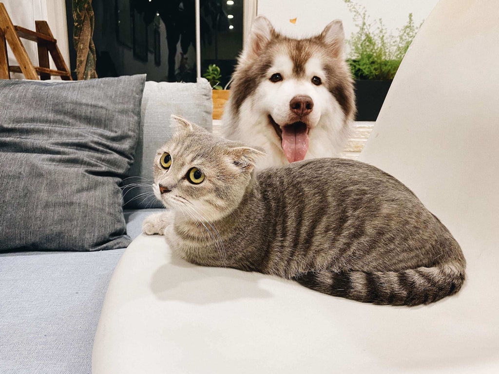 dog and cat together