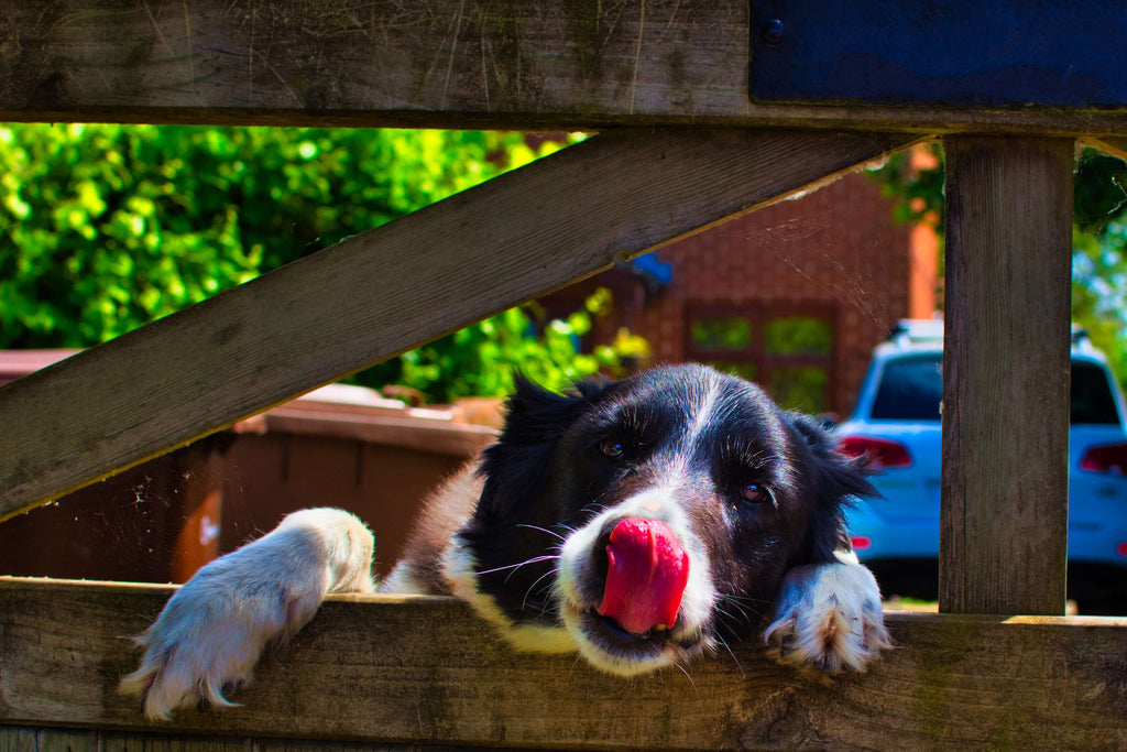 dog licking nose through fence