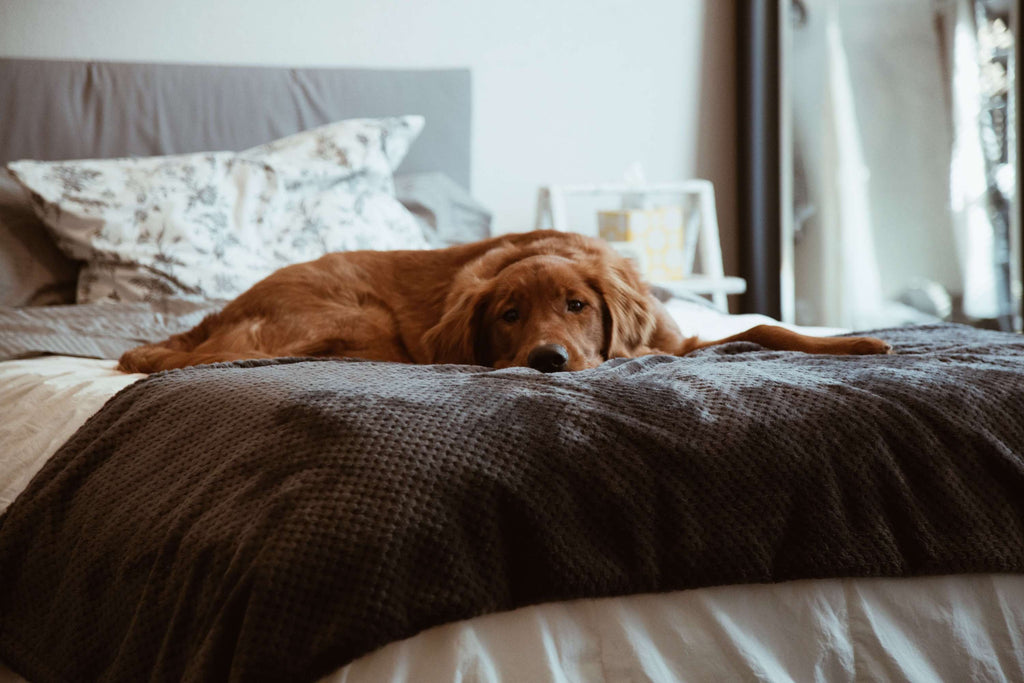 Dog on bed not feeling good