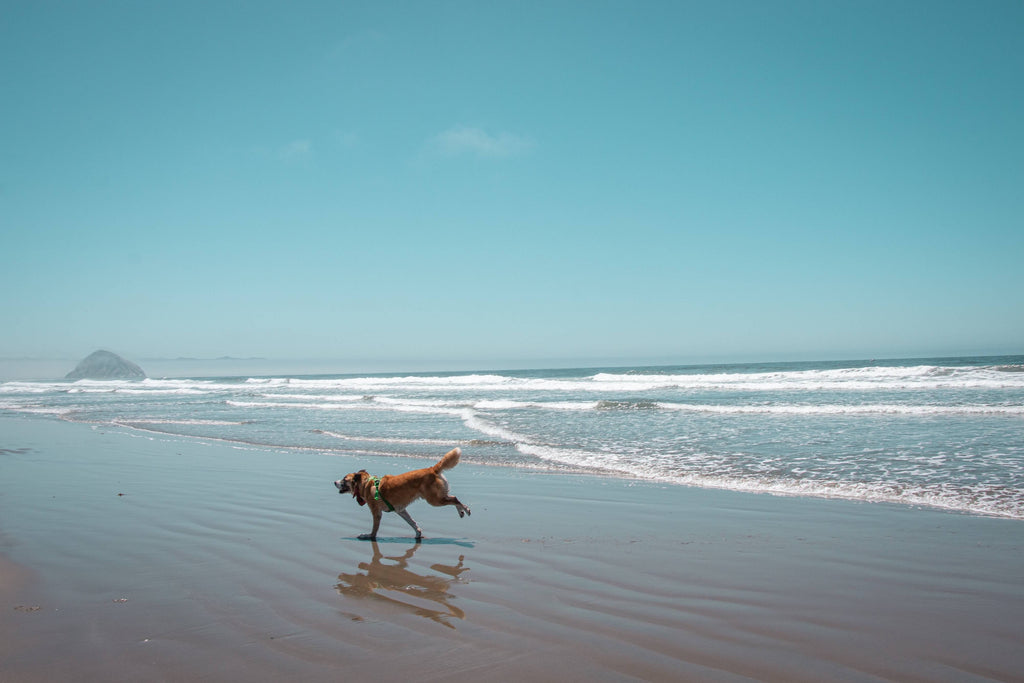 Dog running on the beach