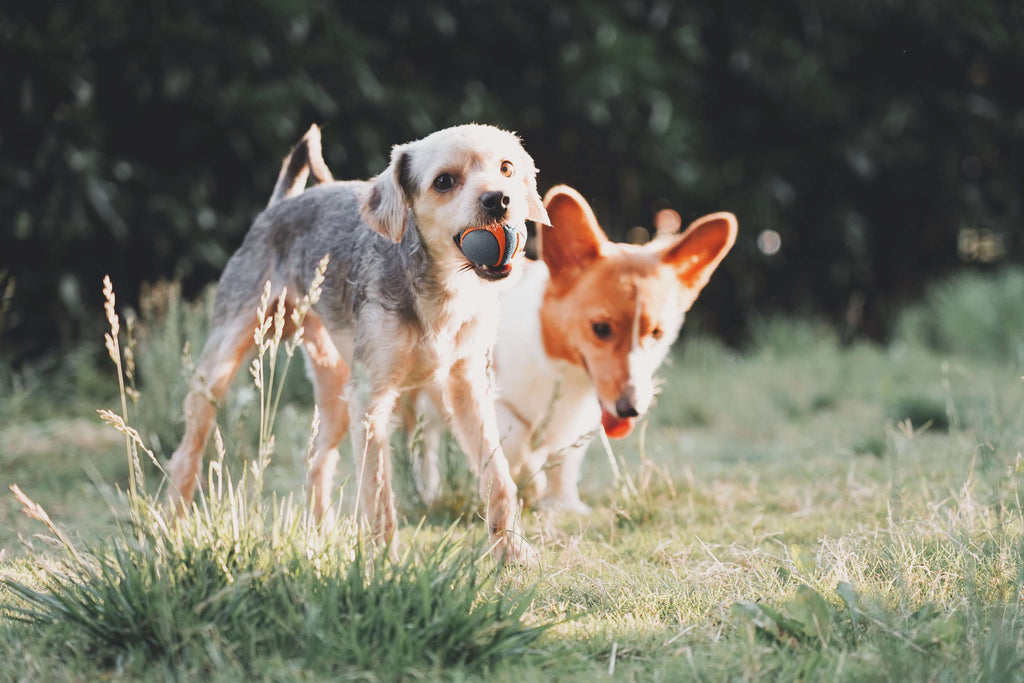 dogs playing