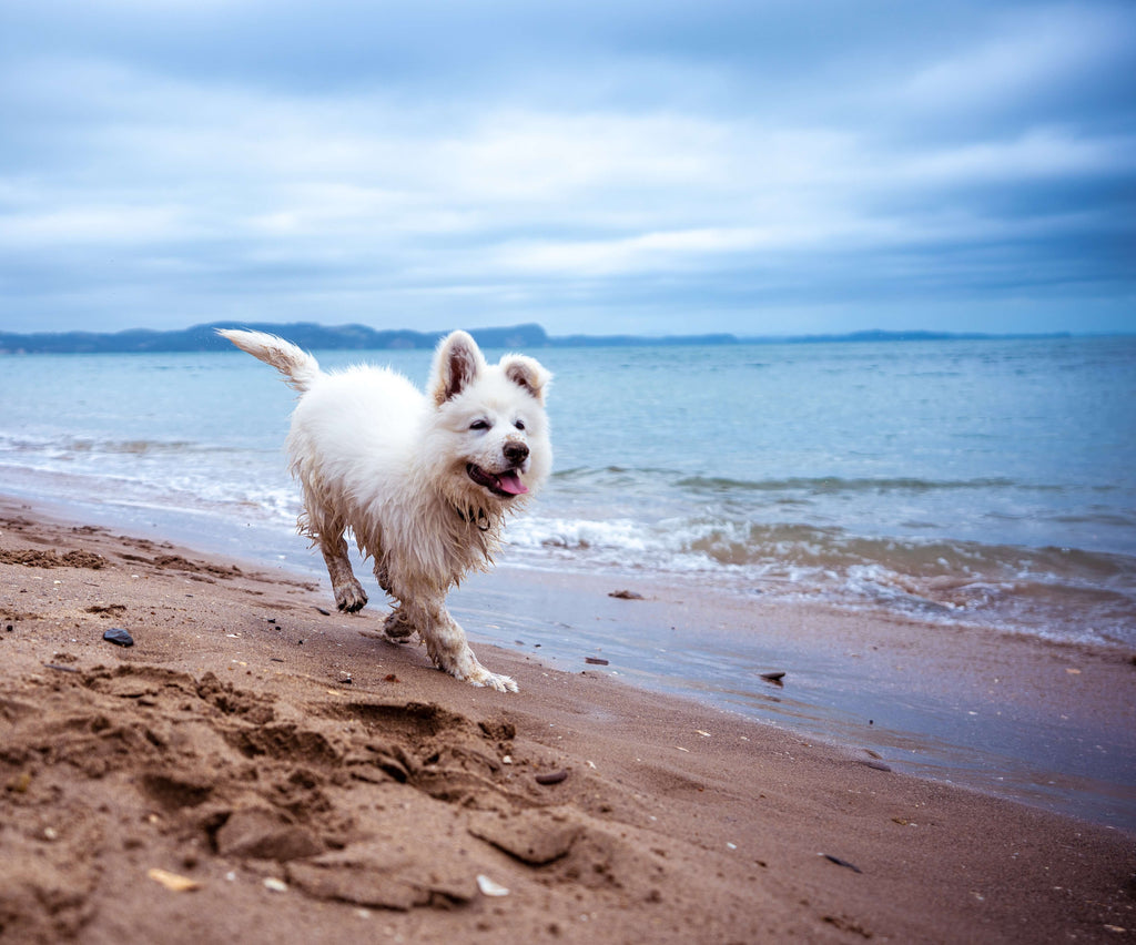 dog running on the beach