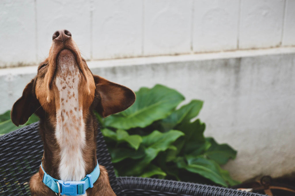 dog sniffing the air