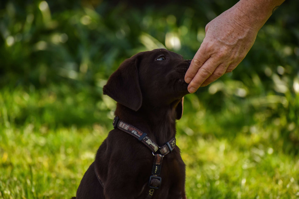 hand petting dog in field