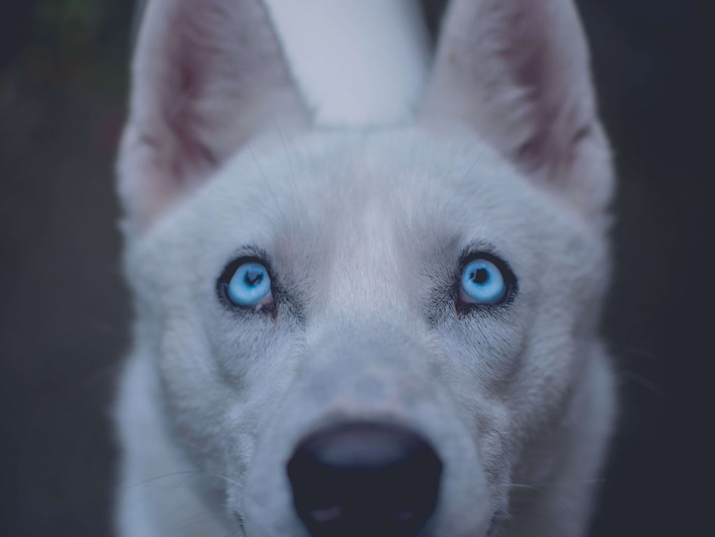 Husky mit blauen Augen